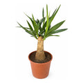 Yuca Pie De Elefante Palmera Interior Exclusiva Ornamental