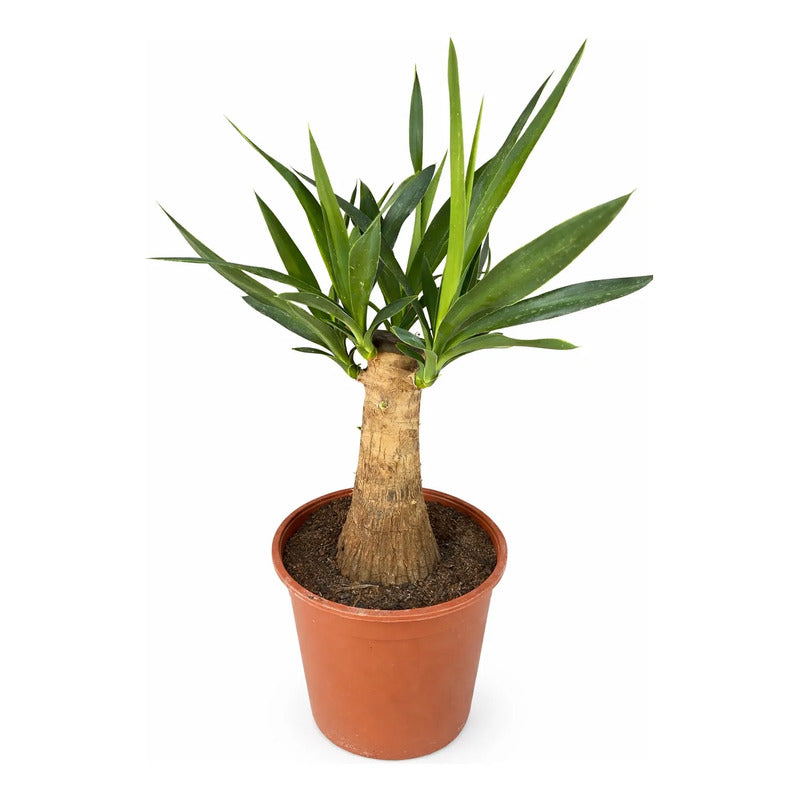 Yuca Pie De Elefante Palmera Interior Exclusiva Ornamental