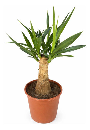 Yuca Pie De Elefante Palmera Interior Exclusiva Ornamental