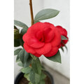 Camelia Grande Planta De Floracion Invernal