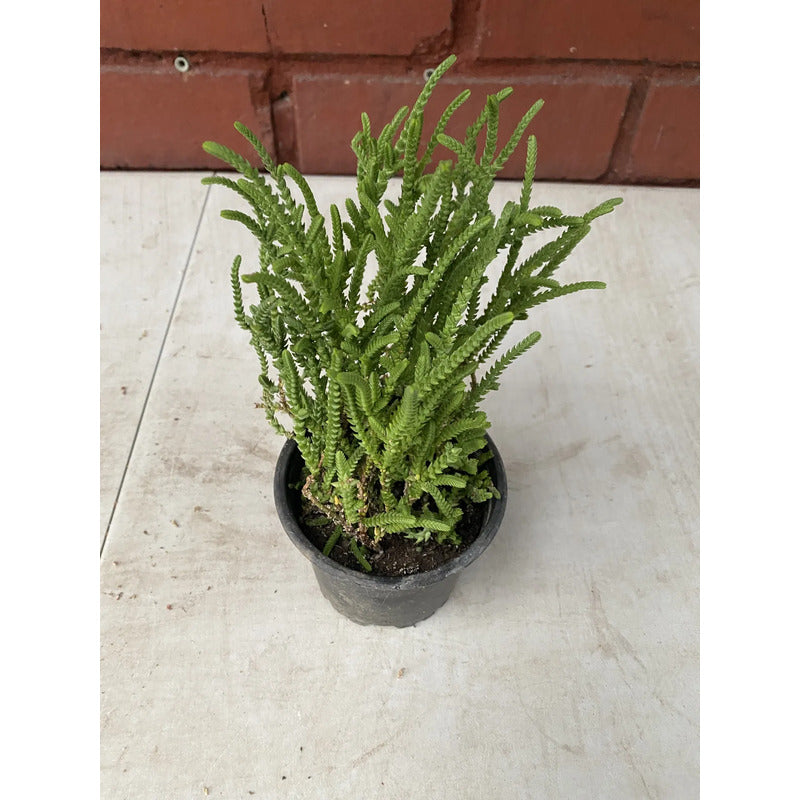Crassula Muscosa Suculenta Colección