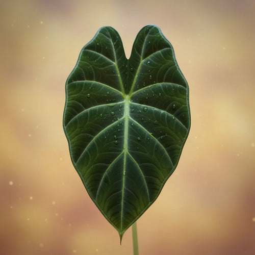 Alocasia Regal Shield Planta Interior Ornamental 20cm