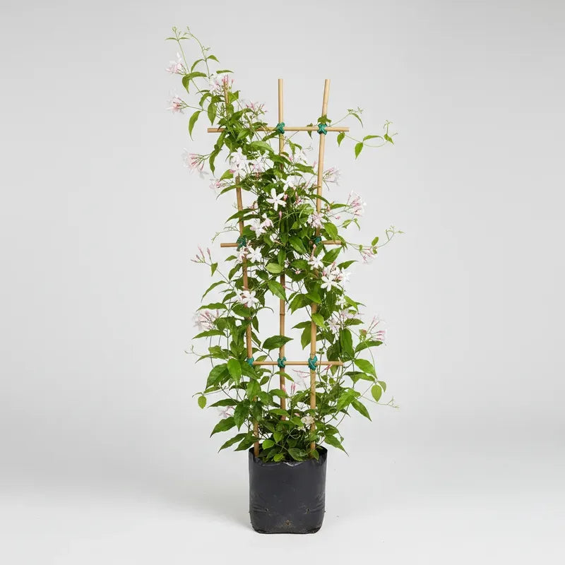 Jazmin Polyanthum/poleanta Jazmin Chino Enredadera Aromatica Blanco