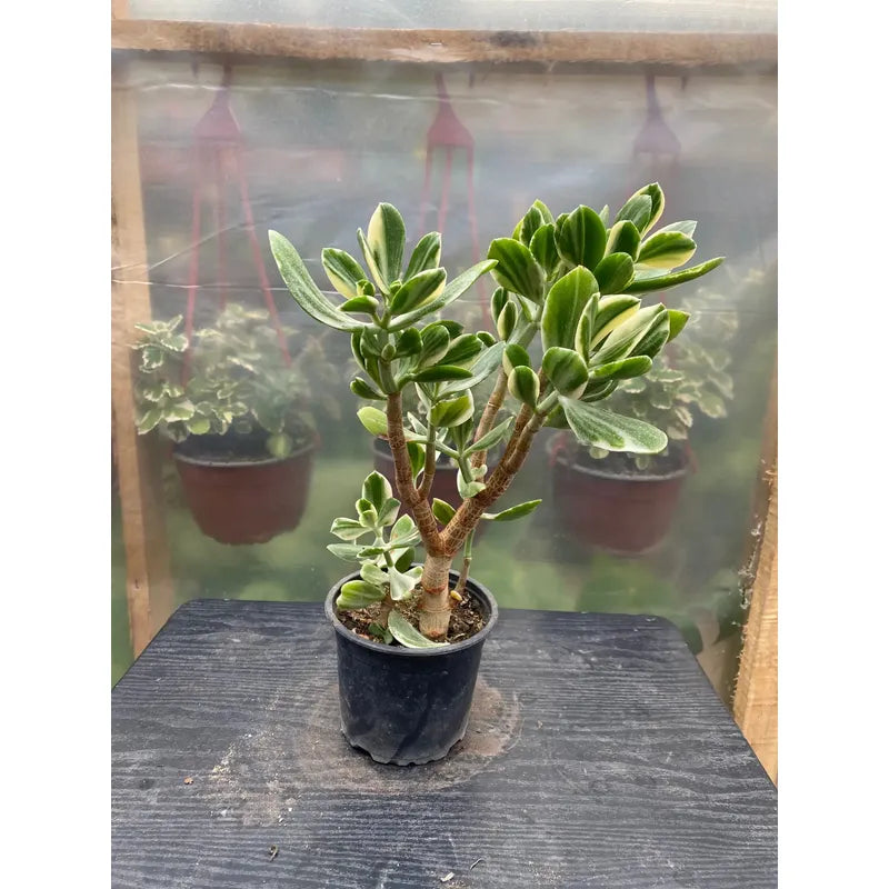 Árbol De Jade Variegado Pequeño Árbol De La Abundancia