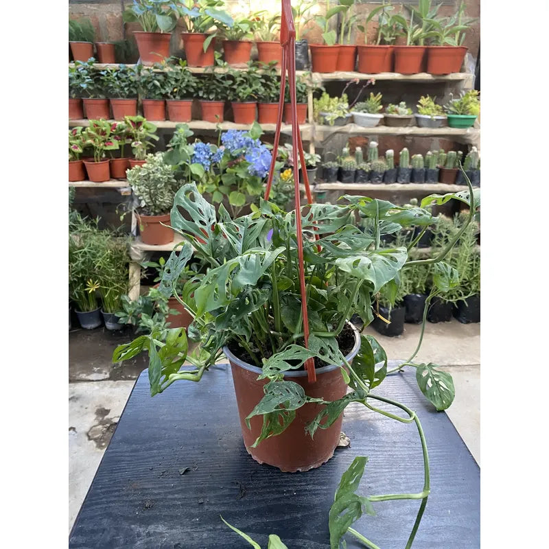 Monstera Adansoni