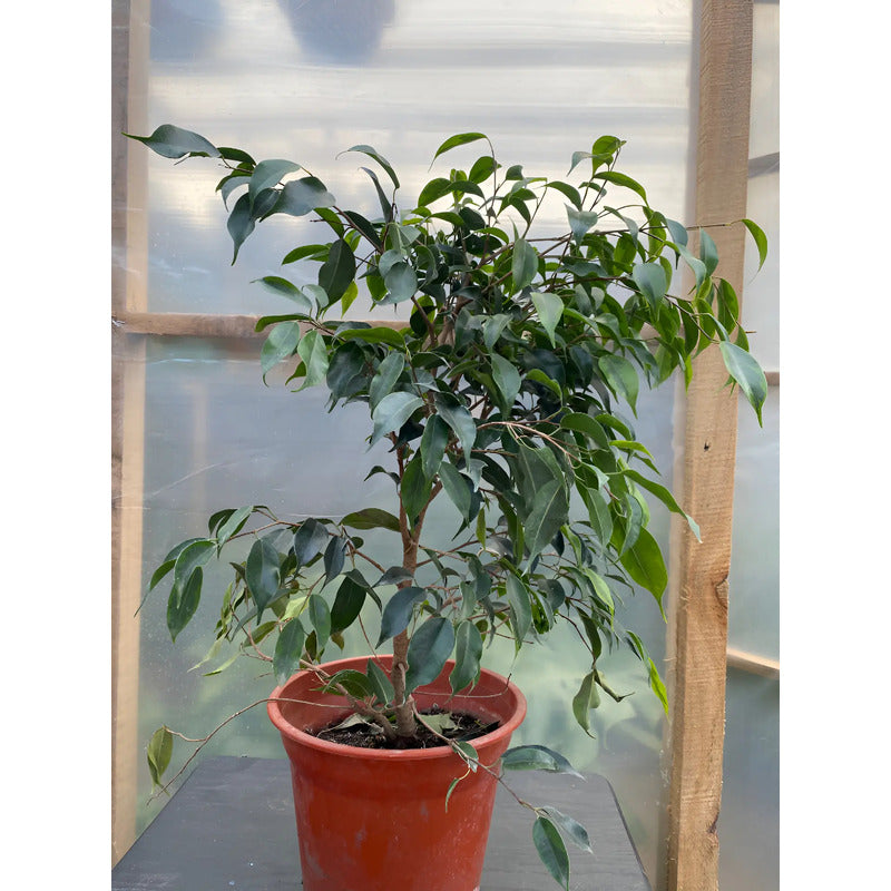 Ficus Benjamina Anastasia Grande 1 Metro