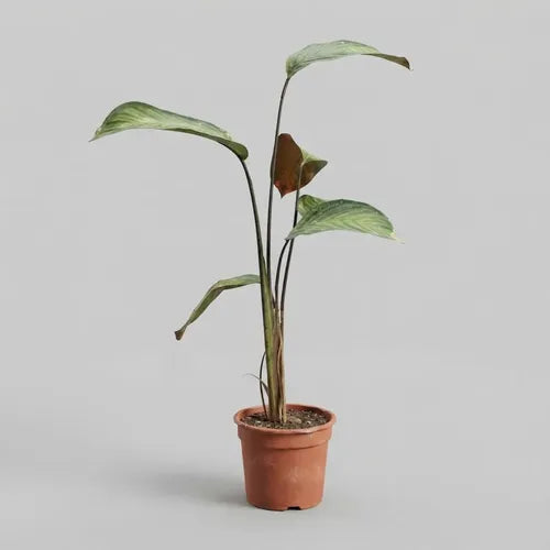 Maranta Cetosa Planta Interior Decorativa