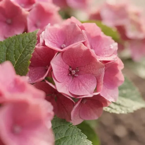 Hortensia Arbusto Ornamental