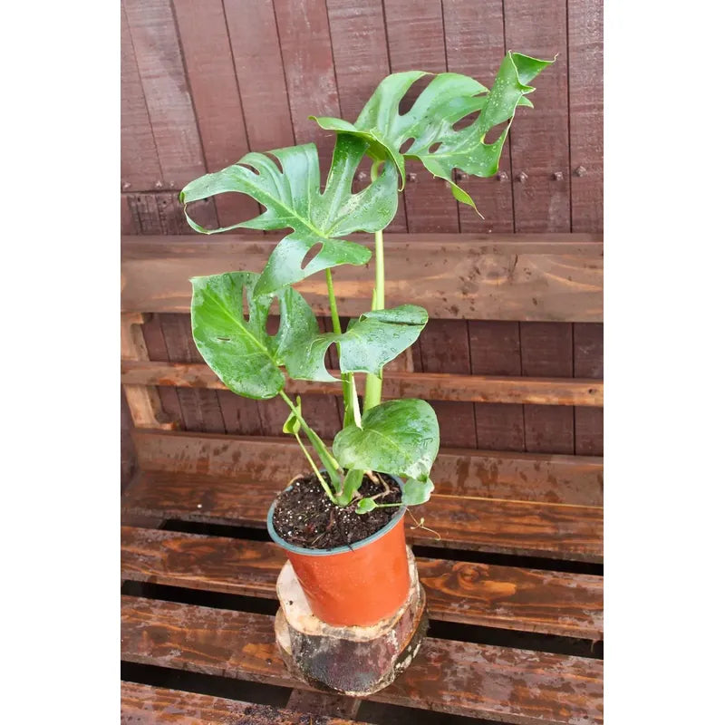 Philodendro Monstera Deliciosa Grande/ Costilla De Adan