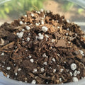 Sustrato Premium Especial Plantas De Interior 5litros
