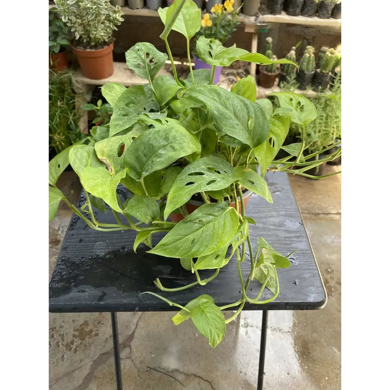 Monstera Adansoni