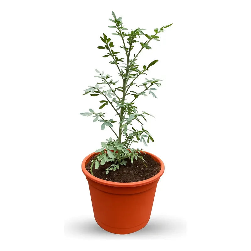 Ruda Planta Medicinal Y Protectora