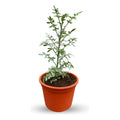 Ruda Planta Medicinal Y Protectora