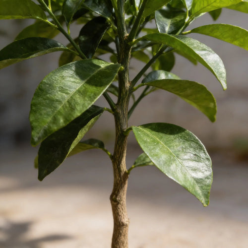 Árbol Frutal Naranjo Thompson Naranja