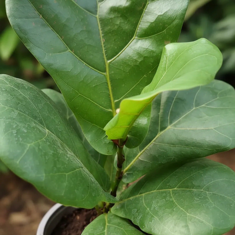 Ficus Lyrata Pequeño/ Gomero Pera Planta De Interior