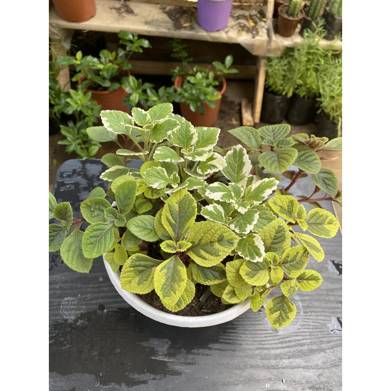Trío De Dólar Planta Colgante Ornamental