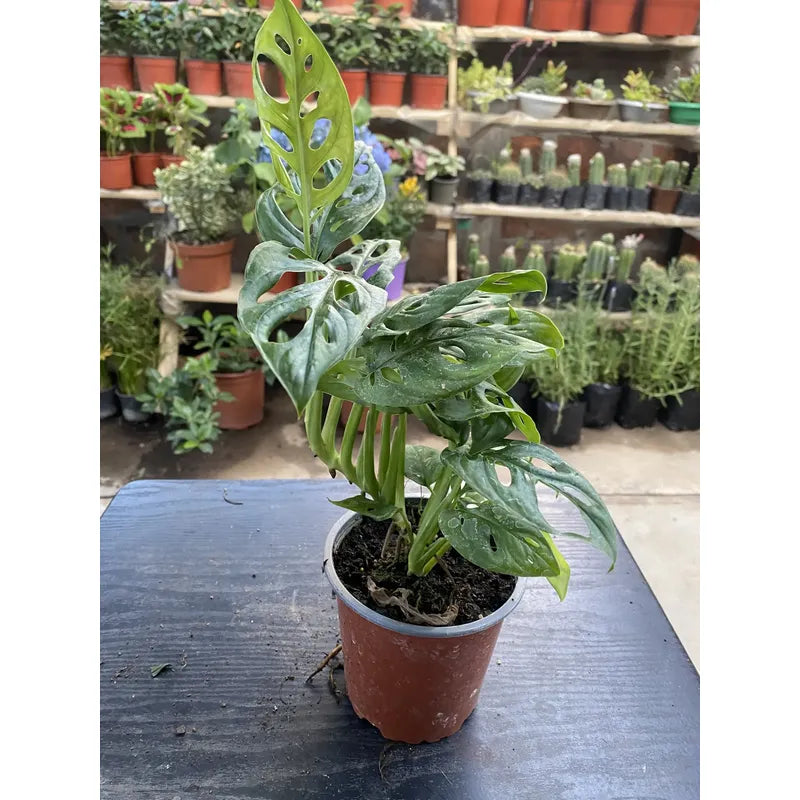 Monstera Obliqua Planta Colgante Trepadora