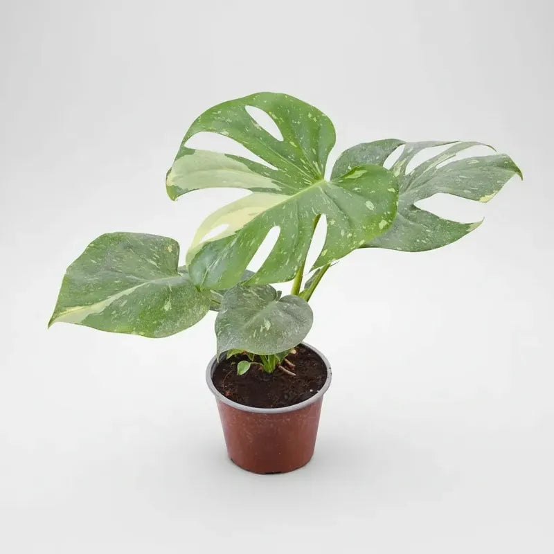 Monstera Thai Constelation  Planta Exotica Variegada