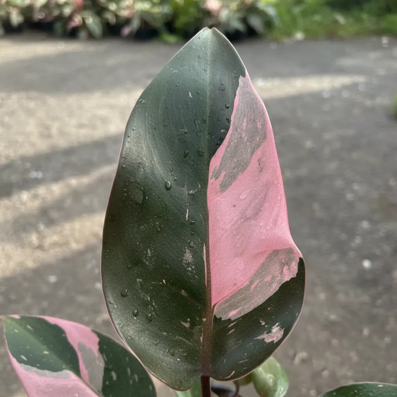 Philodendro Pink Princess Planta De Colección