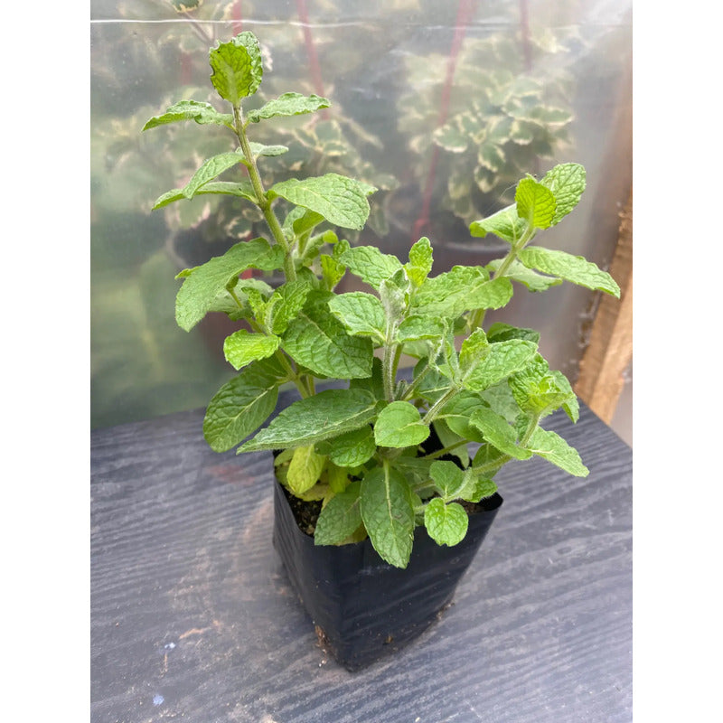 Menta Pequeña Planta Aromática Y Medicinal Verde