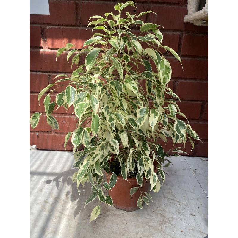 Ficus Melany Variegado
