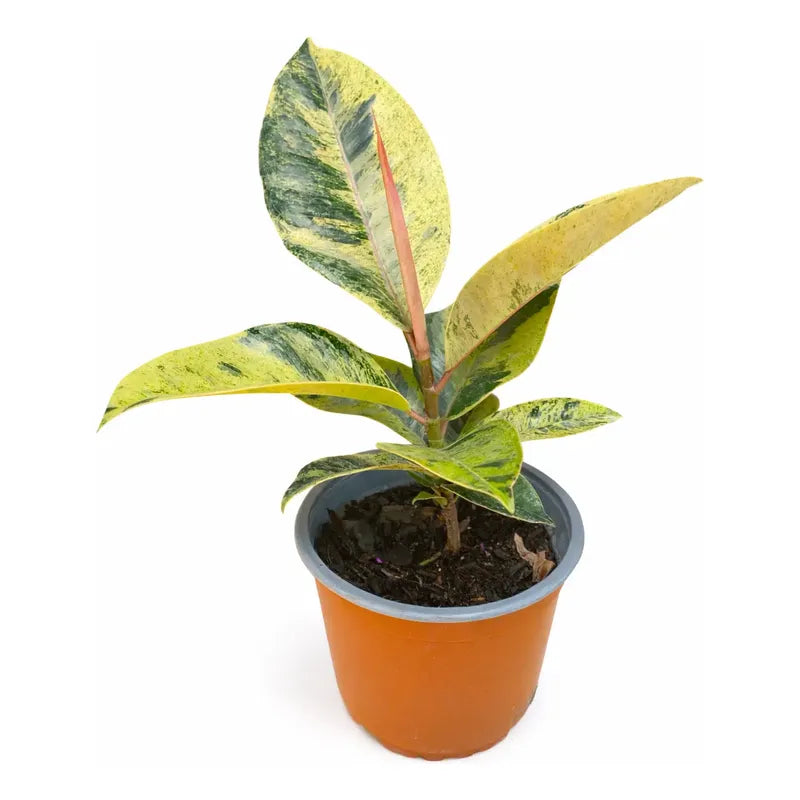 Gomero Variegado / Ficus Elástica Shivereana Pequeño