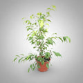 Ficus Verde 40cm Planta Interior Verde