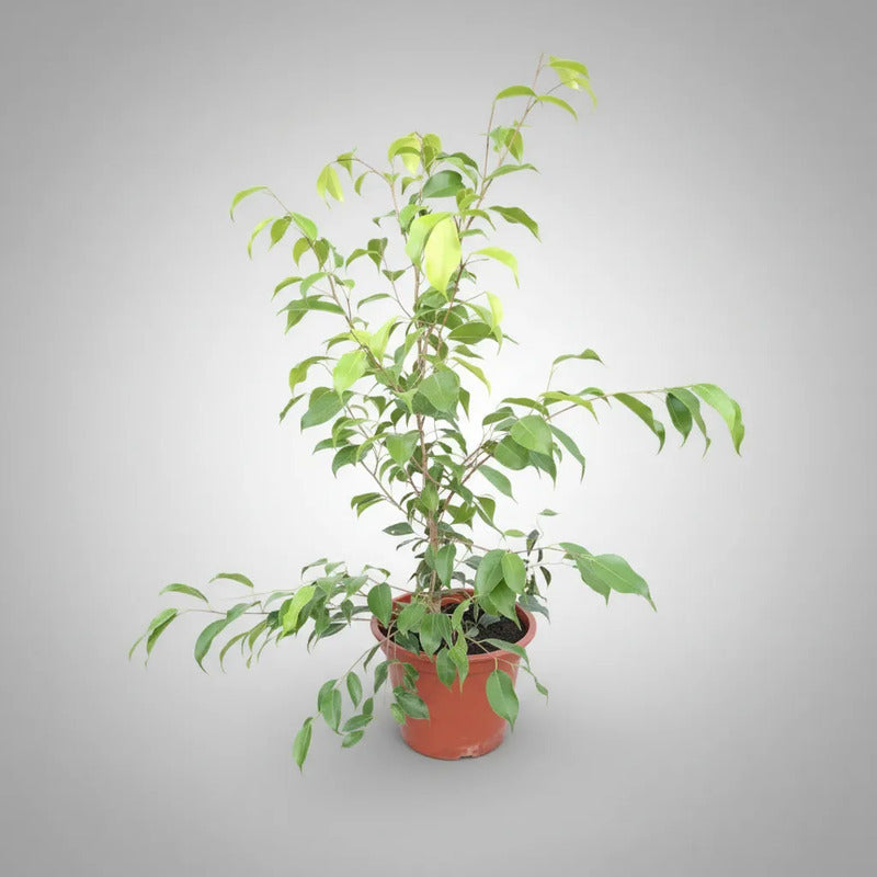 Ficus Verde 40cm Planta Interior Verde