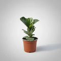 Ficus Lyrata Bambino Planta Pequeña Interior
