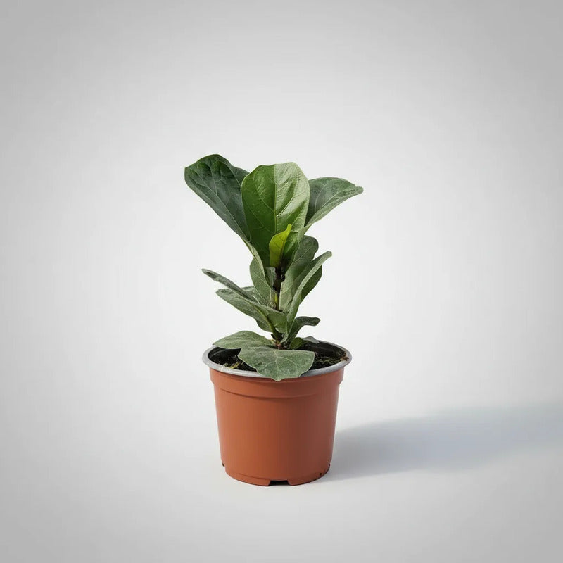 Ficus Lyrata Bambino Planta Pequeña Interior