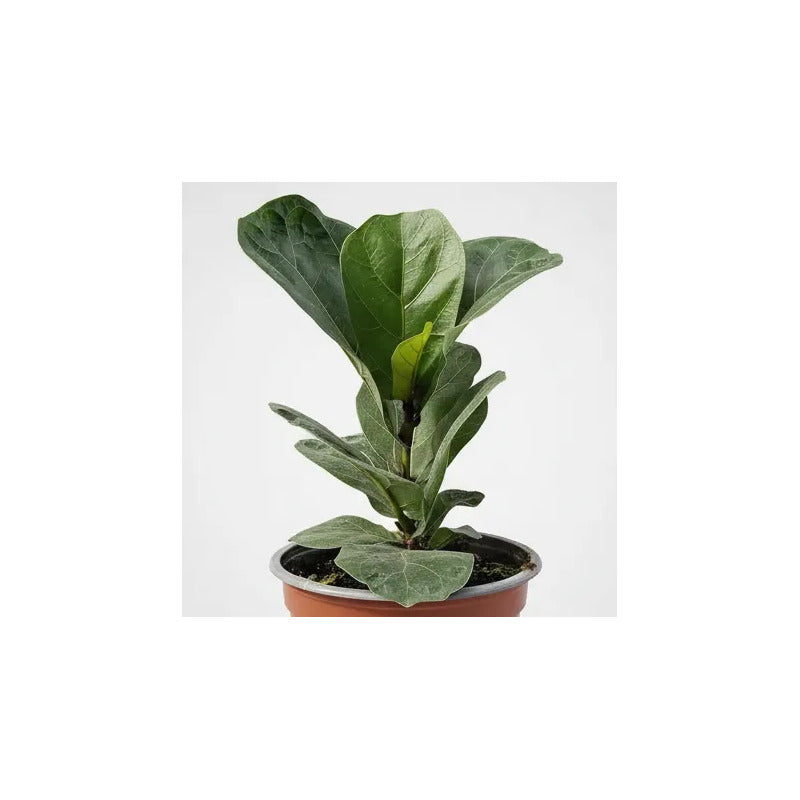 Ficus Lyrata Bambino Planta Pequeña Interior