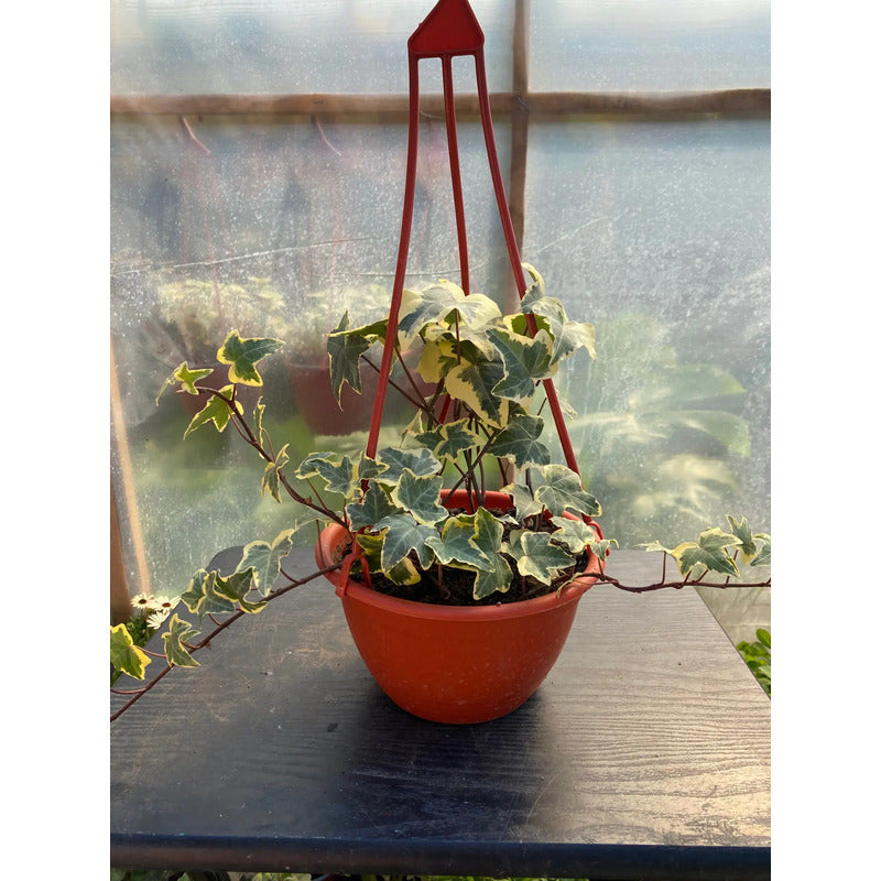 Hiedra Variegada Planta Trepadora