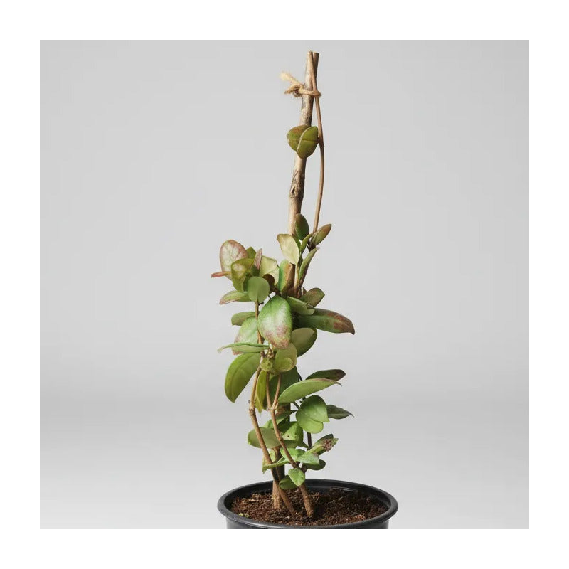 Jazmin Helice Planta Enredadera Blanco