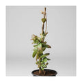Jazmin Helice Planta Enredadera Blanco