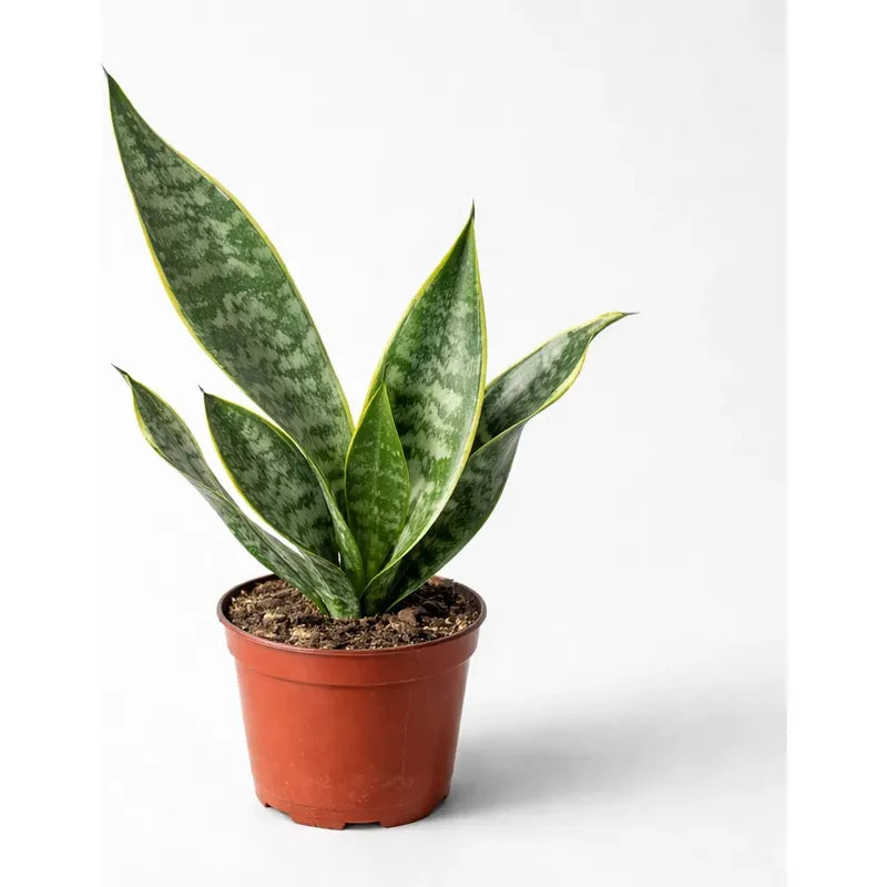 Sansevieria Superba Grande Lengua De Suegra