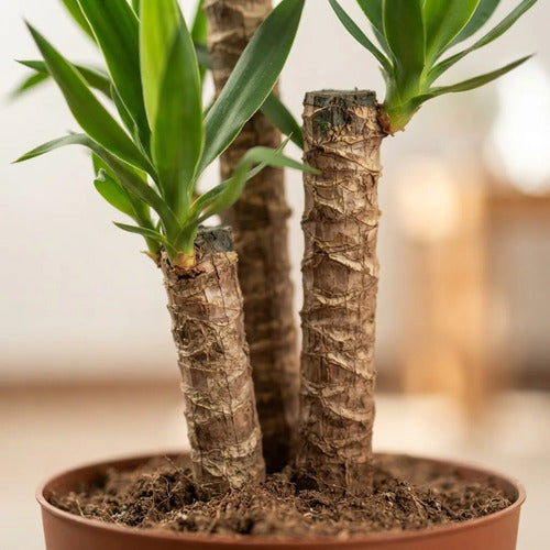 Yuca Trio Planta Ornamental Palmera Interior