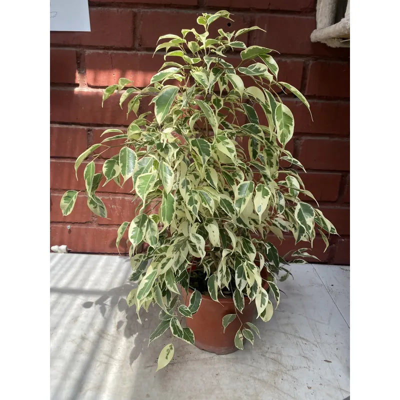 Ficus Melany Variegado