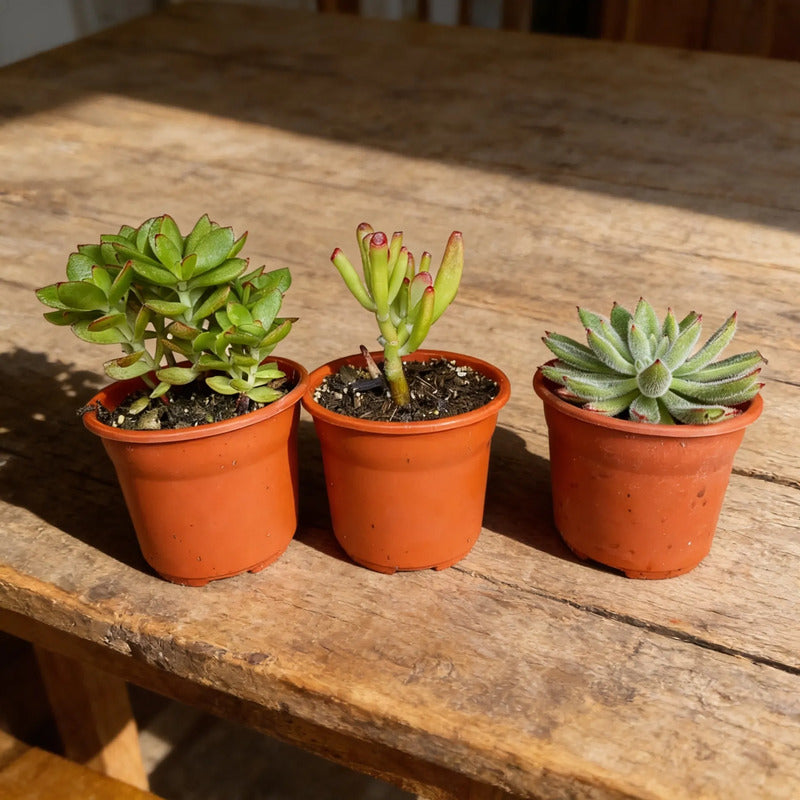 Set De 3 Suculentas Grandes De Colección Diferentes Especies