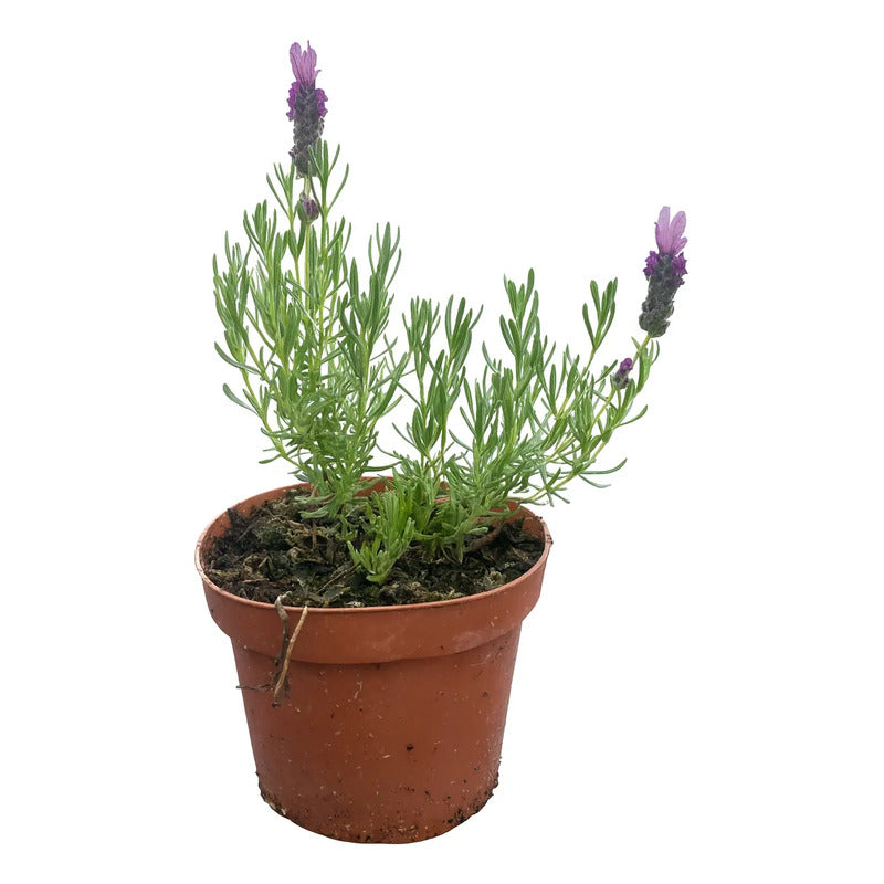 Lavanda Stoechas Pequeña