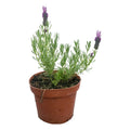 Lavanda Stoechas Pequeña