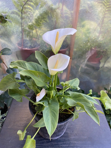 Cala Blanca Ornamental 40 Cm