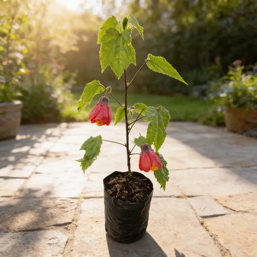Abutilon Farolito Chino Arbusto Ornamental Pequeño 40cm Rojo