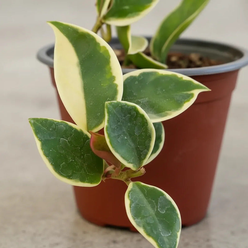 Hoya Carnosa Krimson Queen / Flor De La Cera / Clepia Variegada