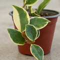 Hoya Carnosa Krimson Queen / Flor De La Cera / Clepia Variegada