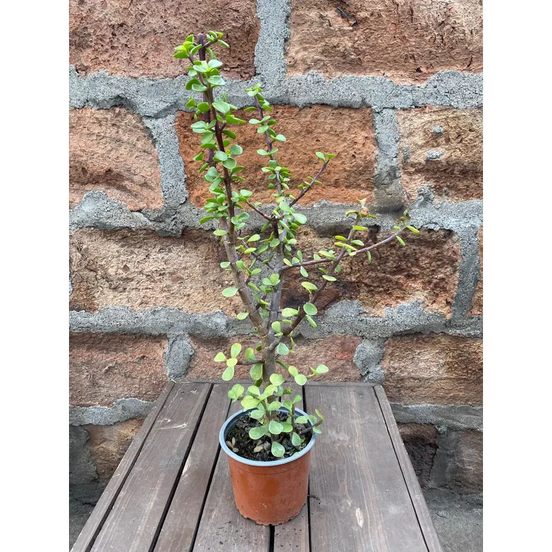 Portulacaria Árbol Del Dinero