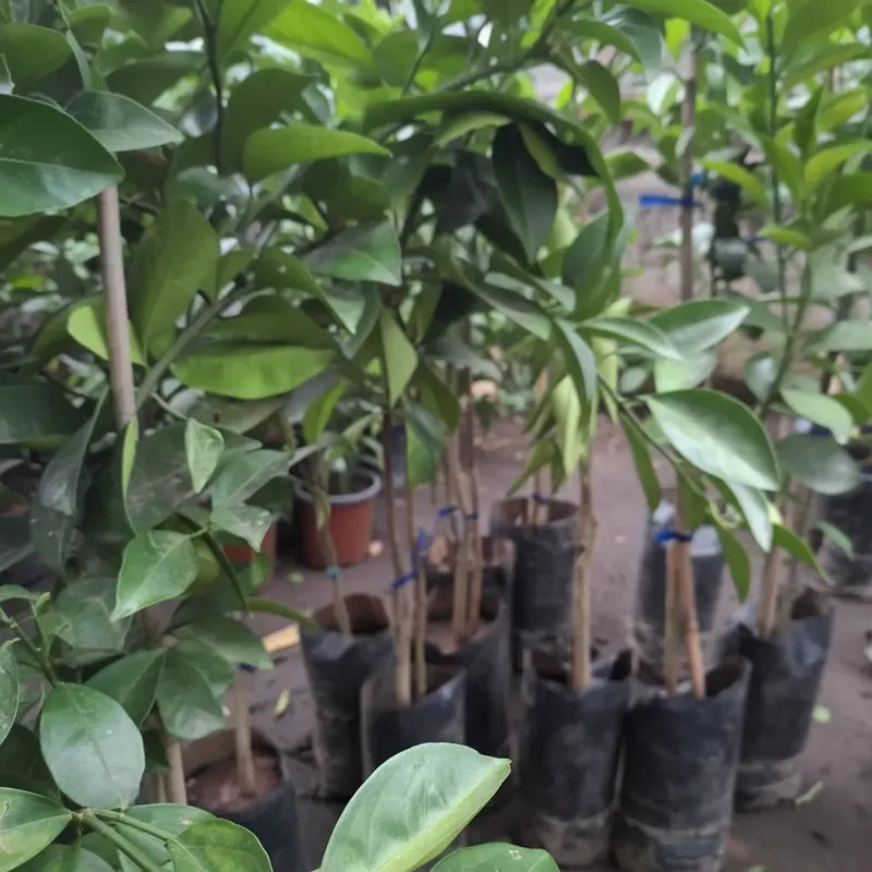 Árbol Frutal Naranjo Thompson Naranja