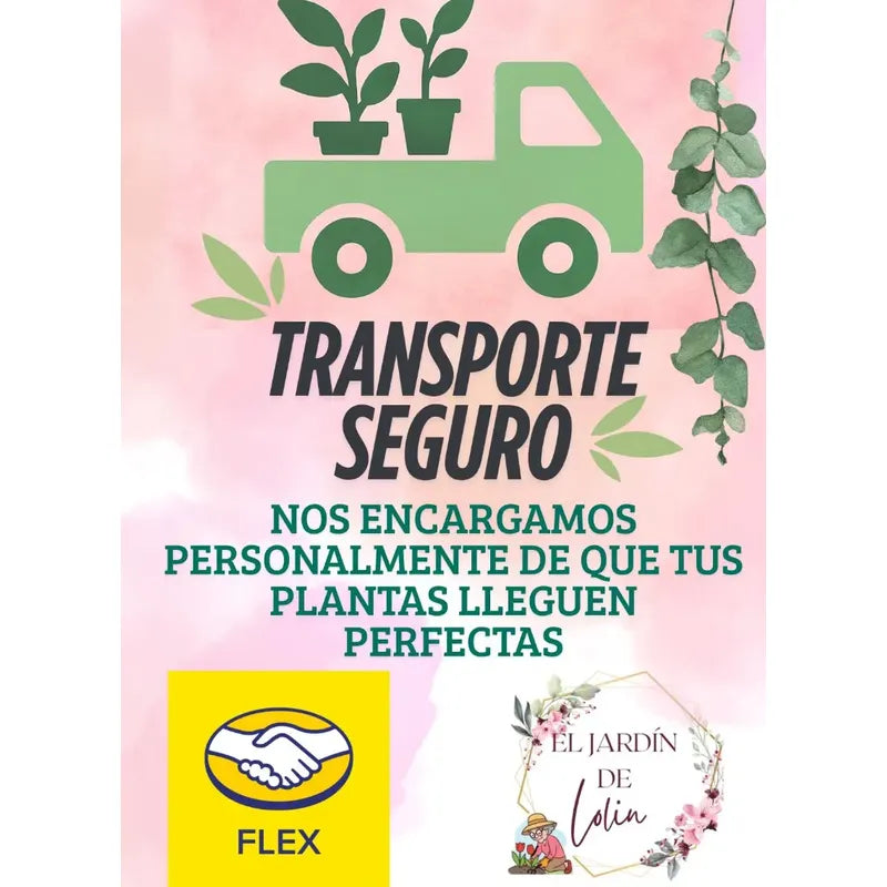 Bugambilia Pequeña Planta Trepadora Fucsia