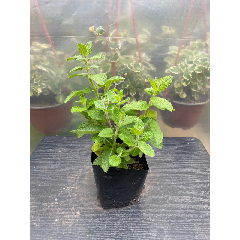 Menta Pequeña Planta Aromática Y Medicinal Verde