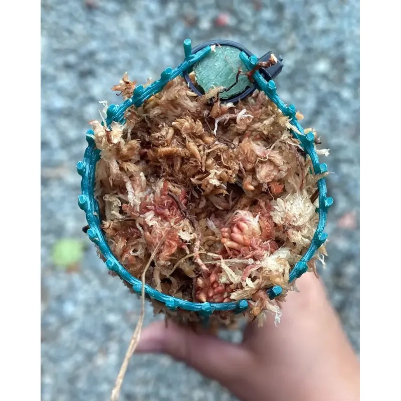 Tutor Musgo Sphagnum 70cm Con Estaca