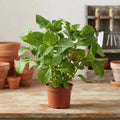 Hortensia Arbusto Ornamental